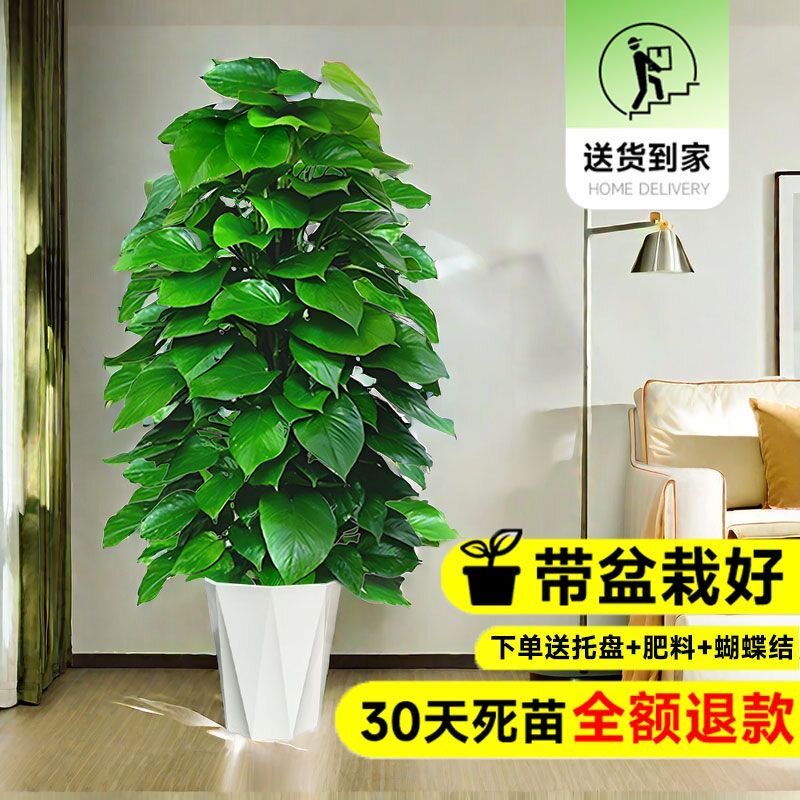 大叶绿萝柱盆栽吸甲醛大型绿植室内招财旺宅办公室绿箩客厅好养活