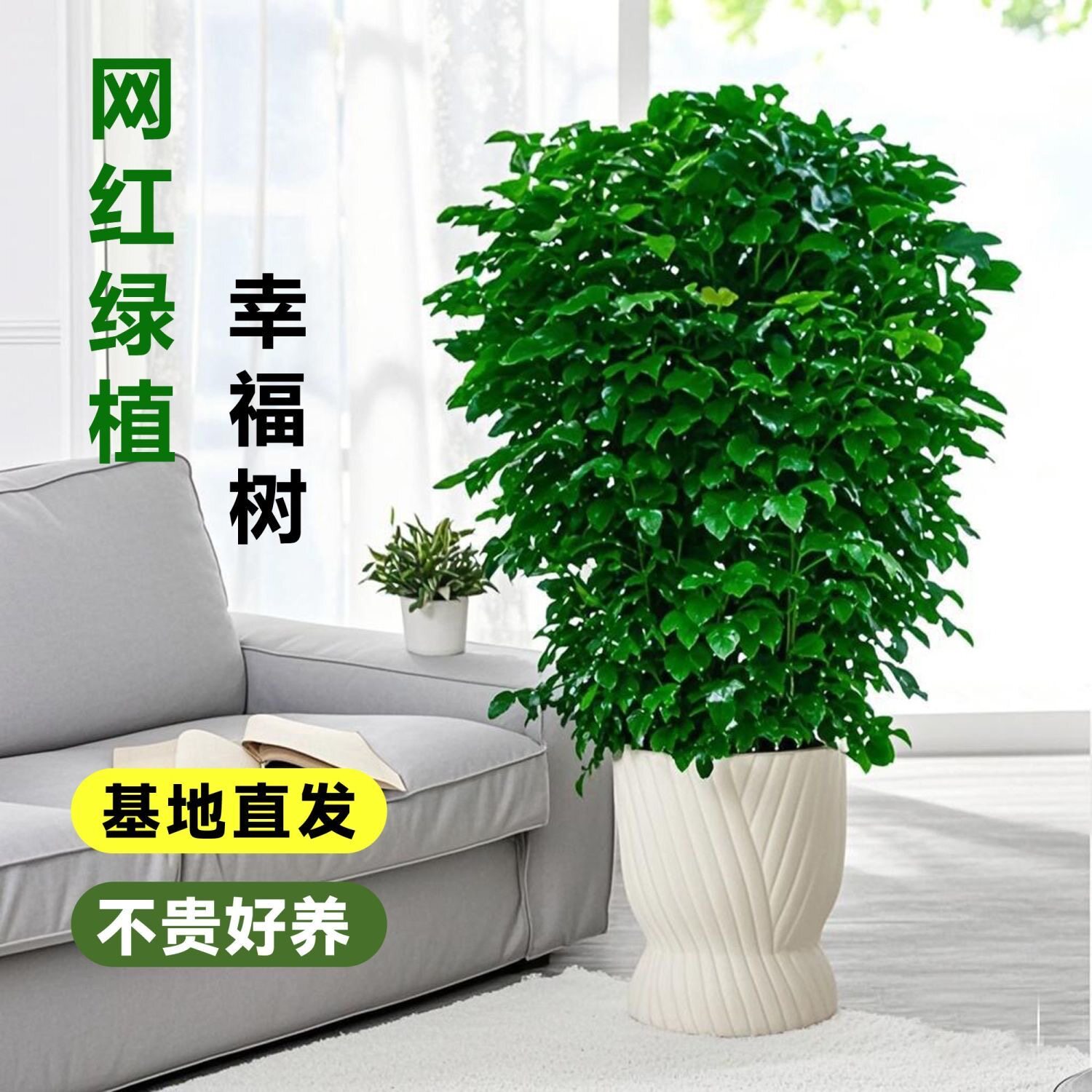 幸福树客厅盆栽大型真绿植四季常青平安树老桩植物室内送礼发财树
