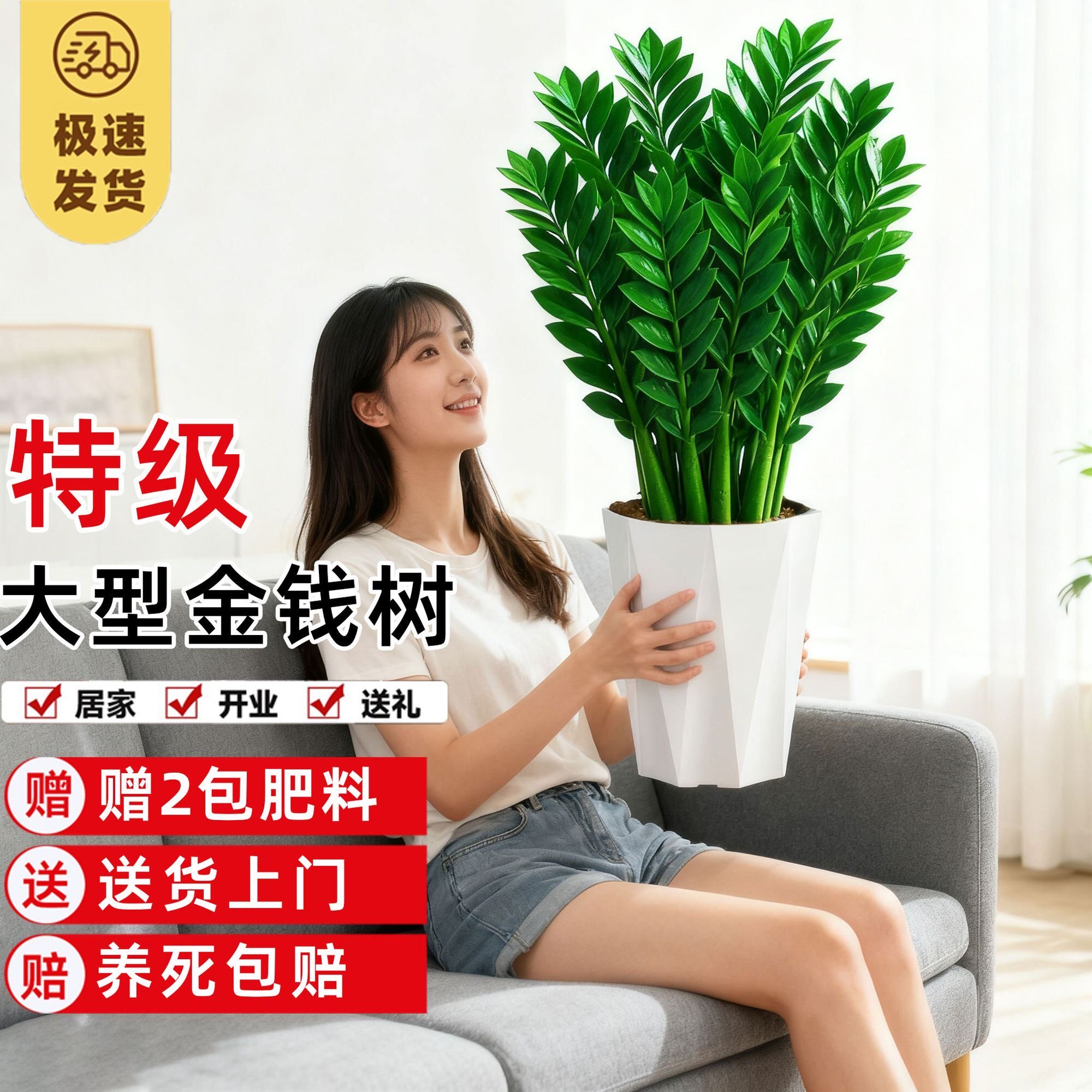 大棵粗壮金钱树盆栽植物室内花卉客厅四季常青好养绿植大摇钱串子