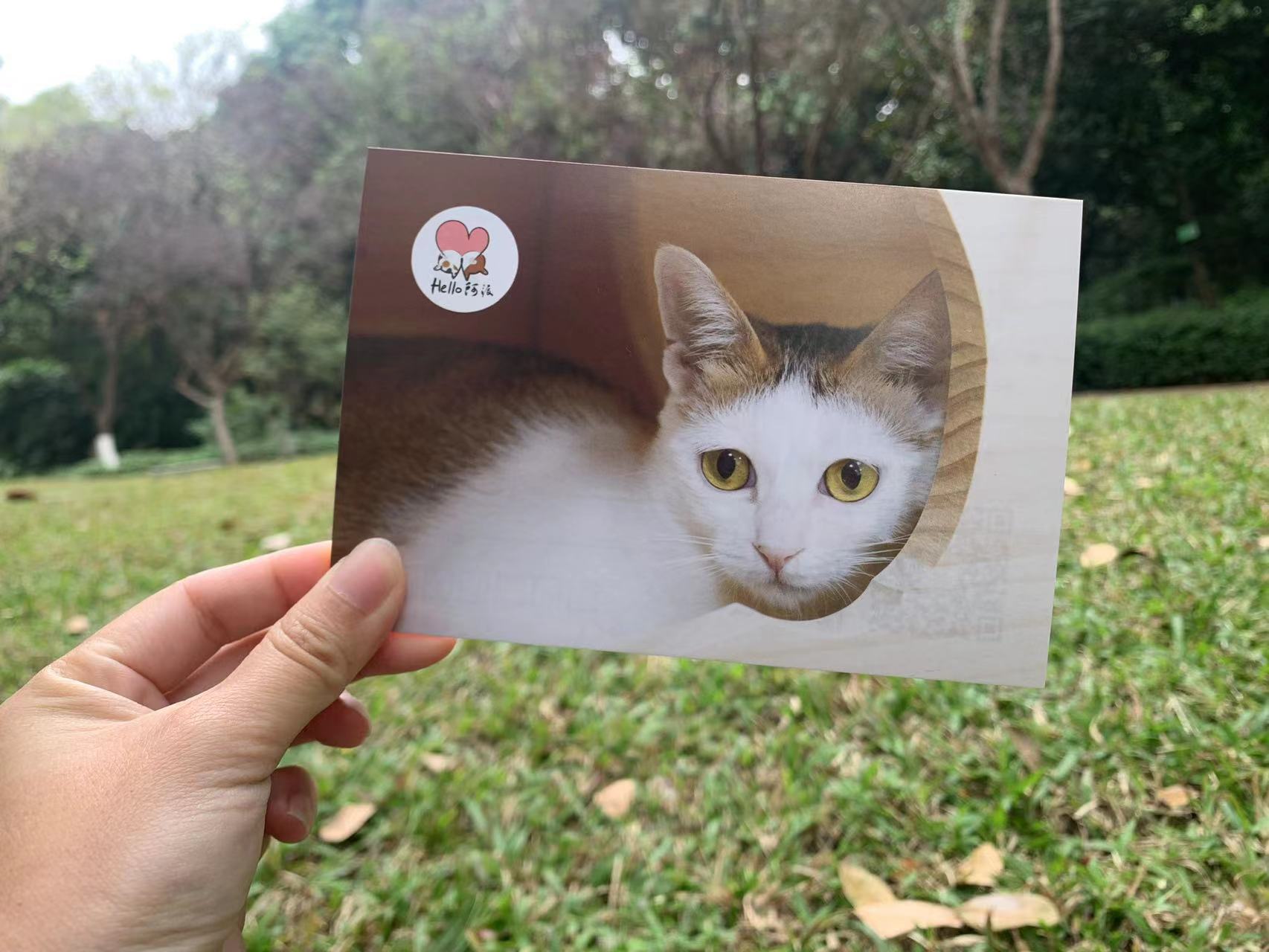 小动物明信片纪念品