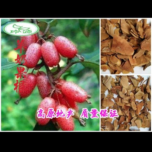 野生树根中草药材果片500g包邮根