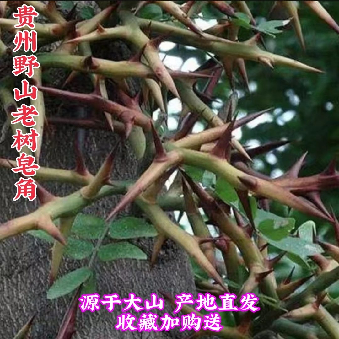 贵州省野生皂角刺500g包邮 纳雍县中草药材大树皂荚刺 老树天丁