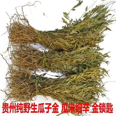 金锁匙米回辰砂草惊风包邮