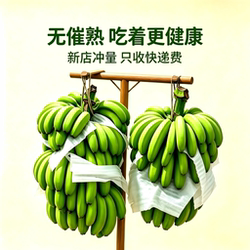 正宗广东茂名香蕉本地青蕉香糯新鲜青绿皮蕉banana现摘不打药包邮