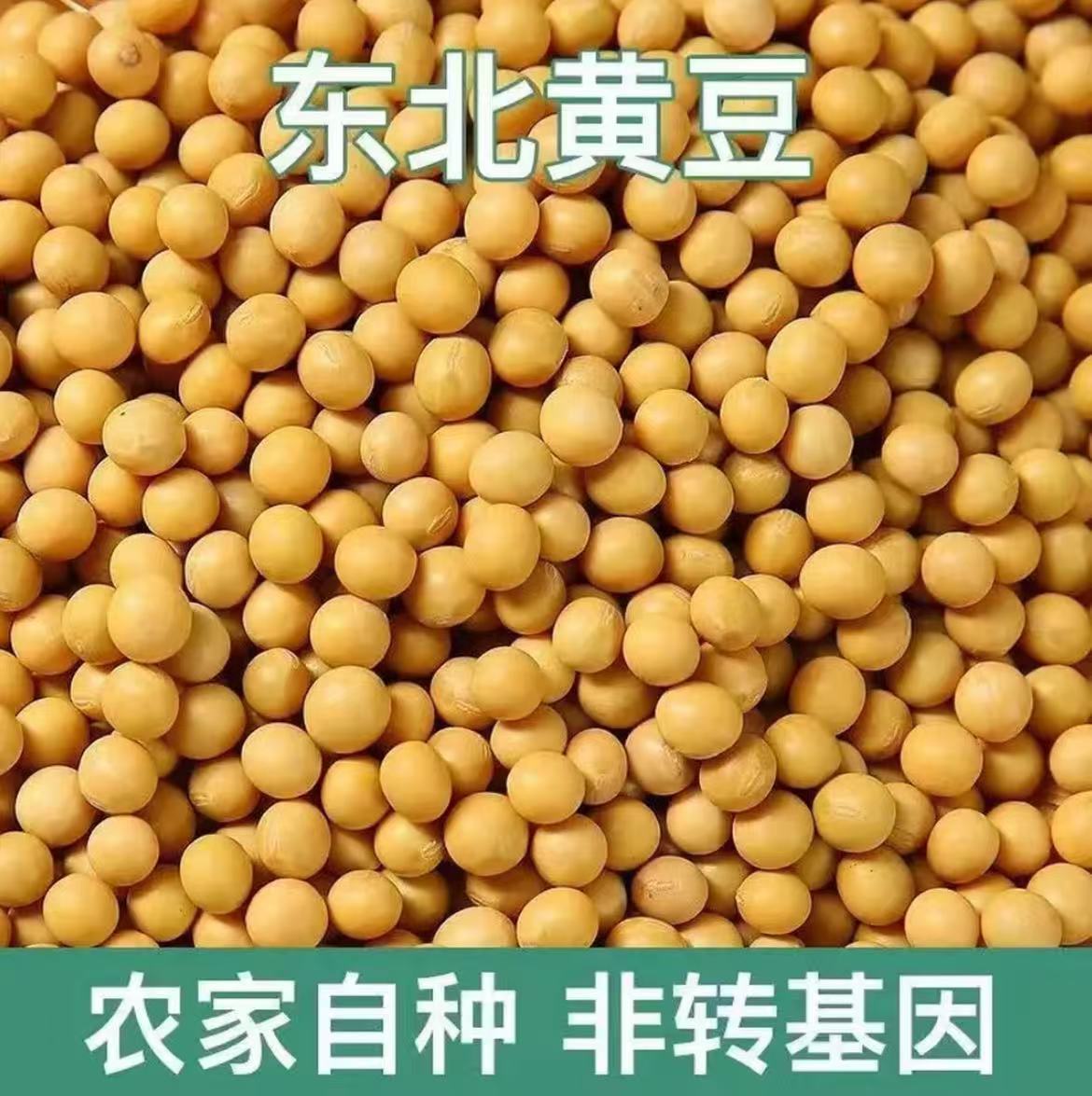 新货大豆黄豆打豆浆专用农家自种黄豆发豆芽煲汤五谷杂粮黄豆批发