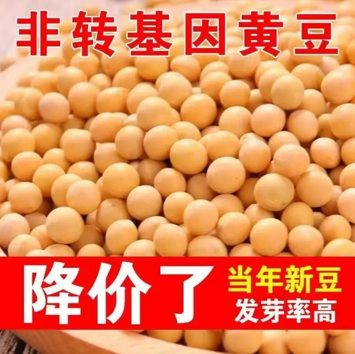 【净重无干燥剂】黄豆农家新货黄豆批发颗粒饱满豆香浓郁豆浆豆芽