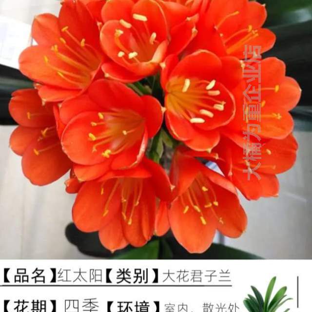 植物.花卉盆景带君子兰室内盆栽花苞圆头绿客好养和尚蝴蝶兰四季