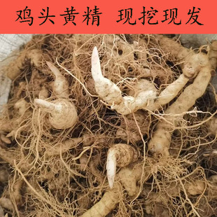 野生黄精鸡头黄精种苗老虎姜黄精药材即食黄精块茎鸡头参正宗黄精