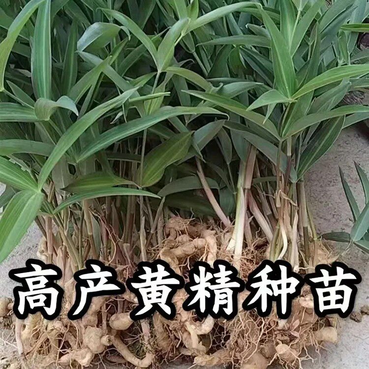 现挖黄精苗正宗野生鸡头黄精种苗药材黄精种植苗黄金芽头老虎姜苗
