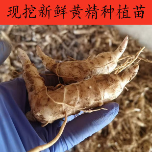 新鲜黄精正宗野生鸡头黄精大块茎药材黄精种苗黄金芽头老虎姜黄精