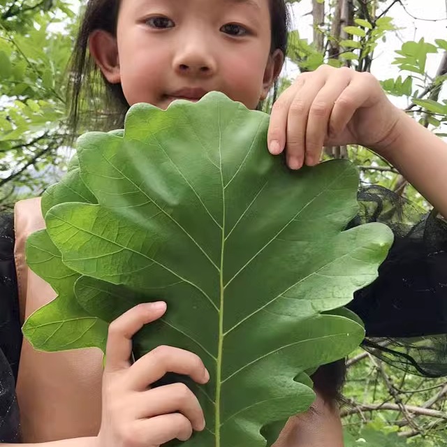 新鲜粽叶2024野生大号菠萝叶槲叶玻璃叶大叶胡叶纯天然桲椤叶树苗