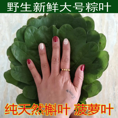 新鲜纯天然端午家用粽子菠萝叶