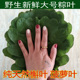 包邮 纯天然槲叶端午菠萝叶粽子胡叶野生桲椤叶 免邮 粽叶新鲜大码