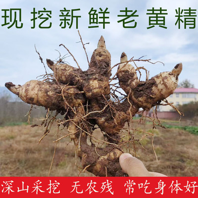 新鲜黄精现挖鸡头甜黄精老虎姜种植滋补药材黄金泡酒九蒸九晒煲汤