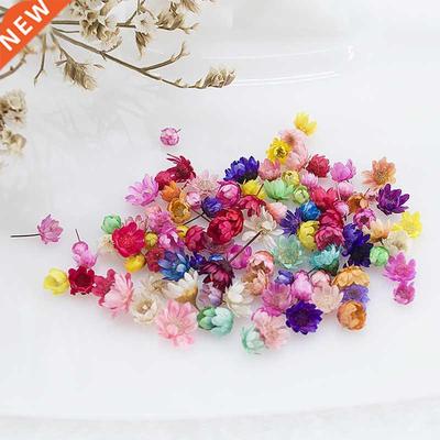 100/200pcs Dried Flowers Head Dry Daisy Plants for Epoxy Res