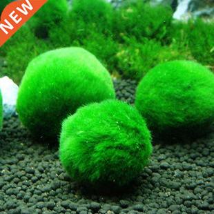 Live Aquarium Shrimp Moss Tank Fish Balls Algae Marimo Plant