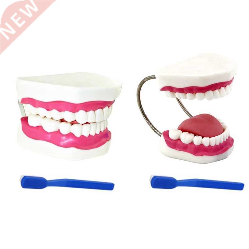 Widely Used Teeth Model Made by Professional Production Suit