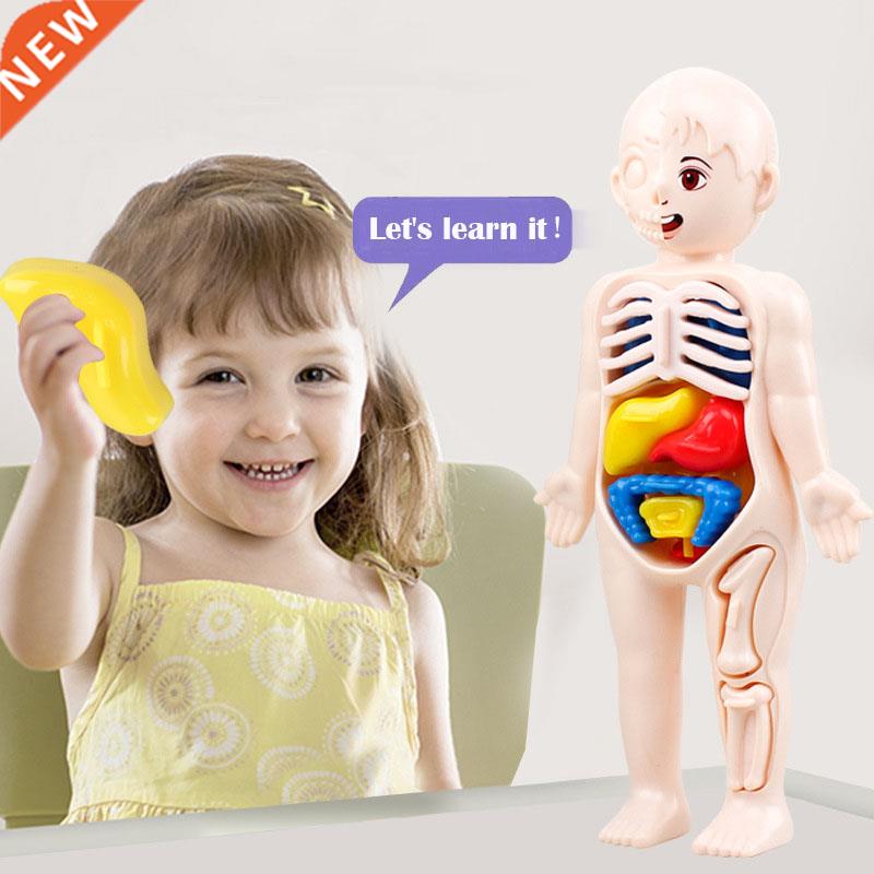 Kid Montessori 3D Puzzle Human Body Anatomy Model Educationa
