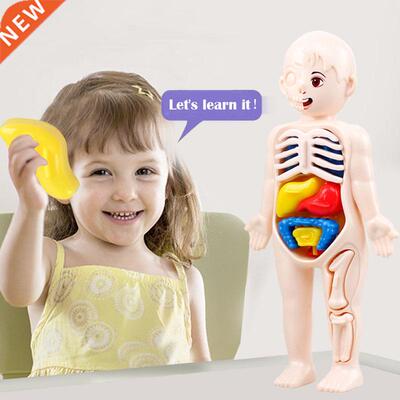 Kid Montessori 3D Puzzle Human Body Anatomy Model Educationa