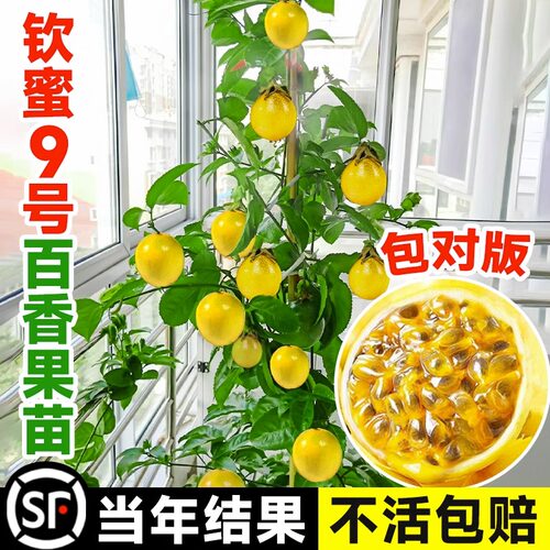 百香果树果苗盆栽南方北方庭院嫁接苗木种植水果黄金树苗四季结果 - 封面