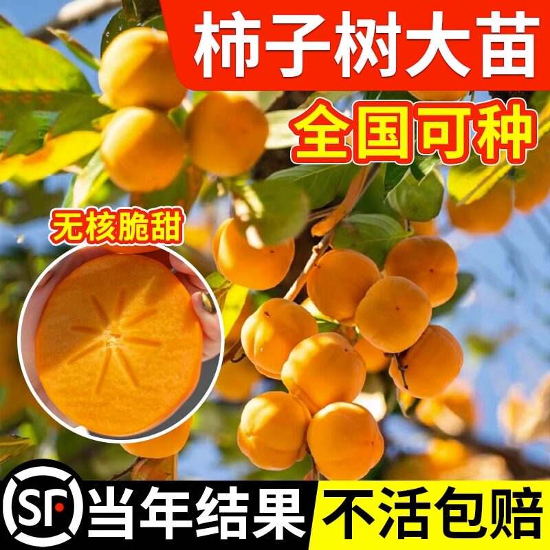 柿子苗树苗嫁接果树苗南北方种植地栽火晶柿脆甜柿子树苗当年结果