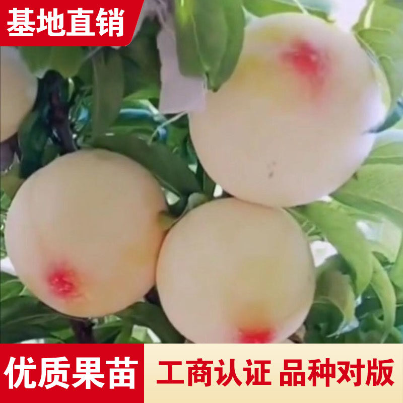 美人醉李子树苗盆栽地栽嫁接李子活苗美人醉新品种南北方种植结果