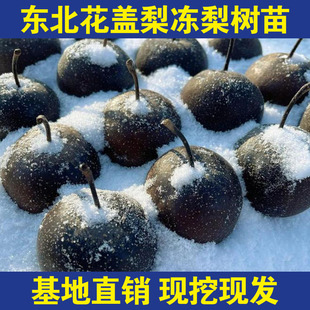 东北花盖梨树苗嫁接秋子梨东北酸梨甜山梨冻梨苗晚熟南北方种植梨