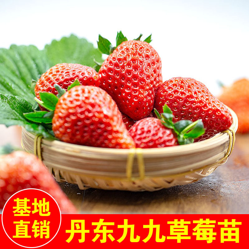 丹东九九草莓苗99草莓盆栽四季阳台南方露天种植结果大棚食用幼苗