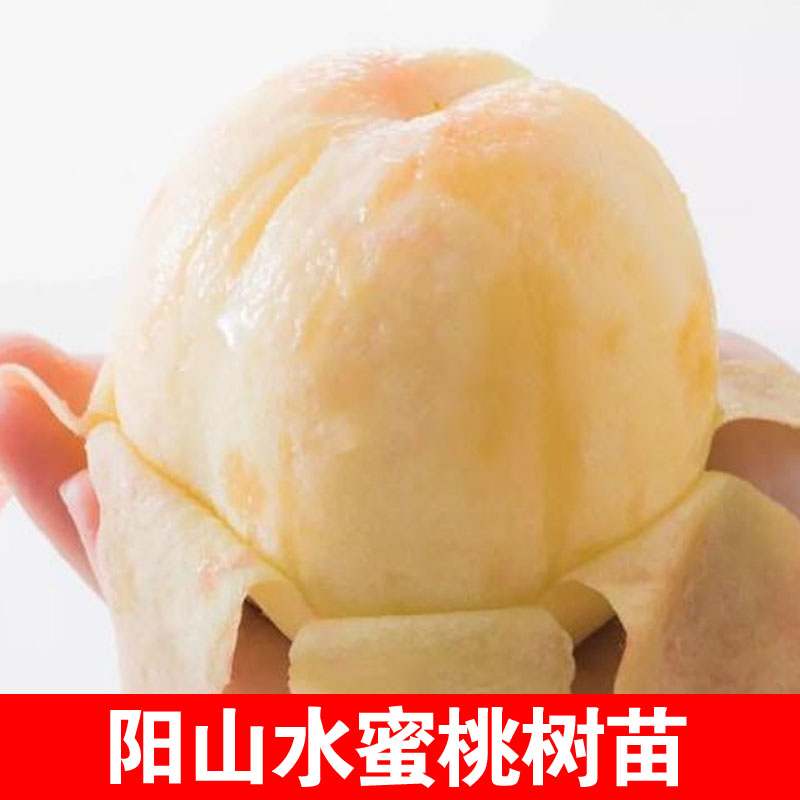 阳山水蜜桃树果苗桃苗嫁接苗地栽盆栽南方北方种植当年结果桃树苗