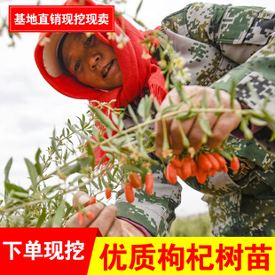 枸杞树苗宁夏红黑枸杞黄盆景盆栽地栽南北方食用保健蔬菜阳台庭院