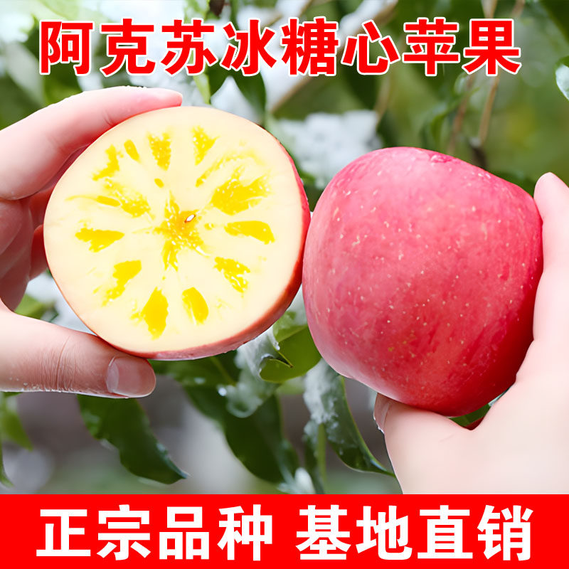 新疆阿克苏冰糖心苹果树苗嫁接盆栽地栽耐寒南北方种植当年结果苗