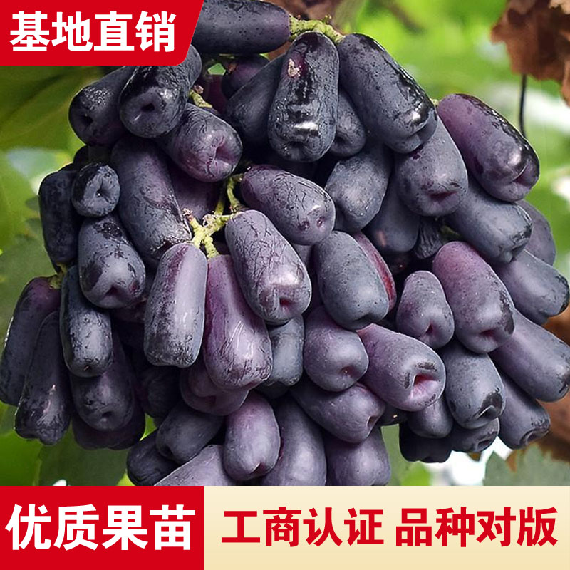 无籽葡萄苗月光之泪葡萄苗赖葡萄树苖南方种植当年结果无核葡萄苗