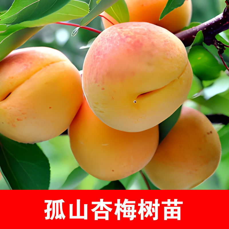 孤山杏梅果树苗嫁接新品种大甜杏苗南北方种植杏梅盆栽地栽结果杏