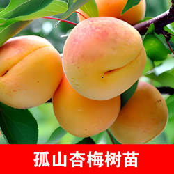孤山杏梅果树苗嫁接新品种大甜杏苗南北方种植杏梅盆栽地栽结果杏