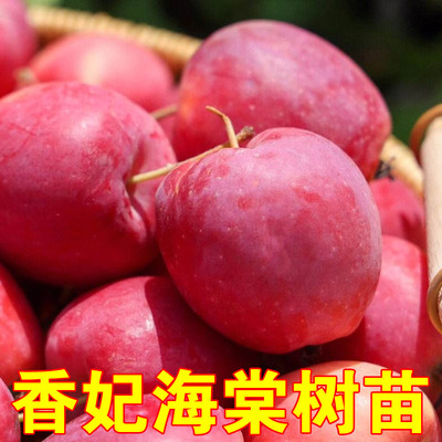 香妃海棠树苗嫁接小苹果冰糖心苗南北方种植耐寒盆栽地栽当年结果