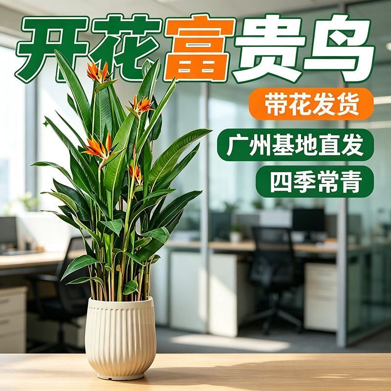 鹤望兰富贵鸟客厅大型植物盆栽绿植造型老桩办公室摆件乔迁新居