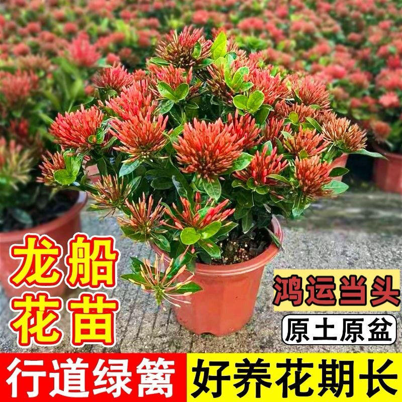 龙船花盆栽绣球花带花苞四季开花庭院花镜阳台花卉花园易养绿植物