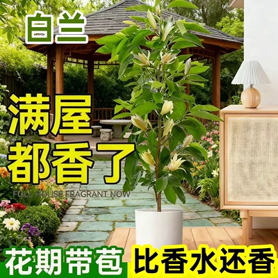 浓香花卉白兰花盆栽花苗白兰苗缅桂花黄兰办公室内客厅大型绿植物