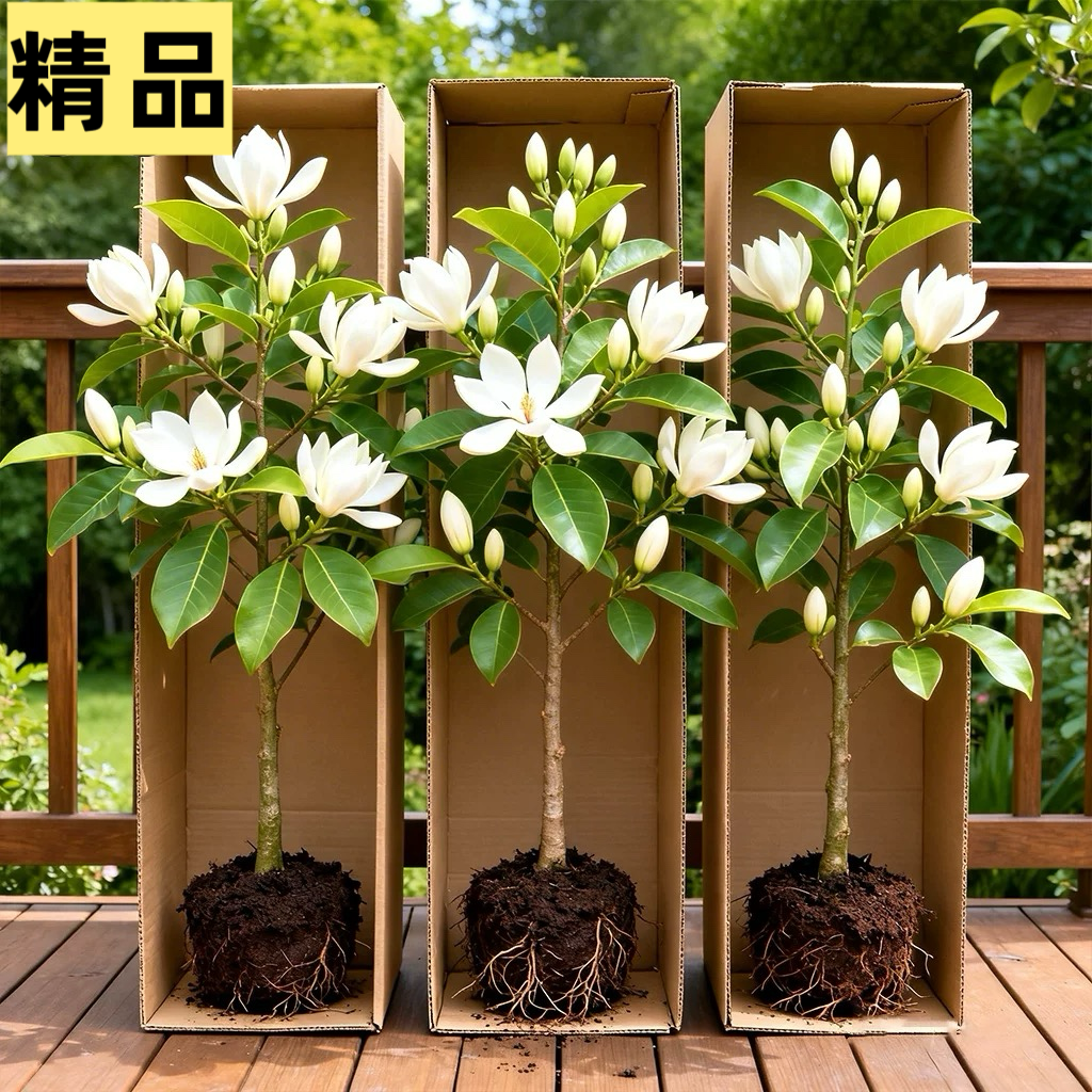 浓香花卉白兰花盆栽花苗白兰苗缅桂花黄兰办公室内客厅大型绿植物