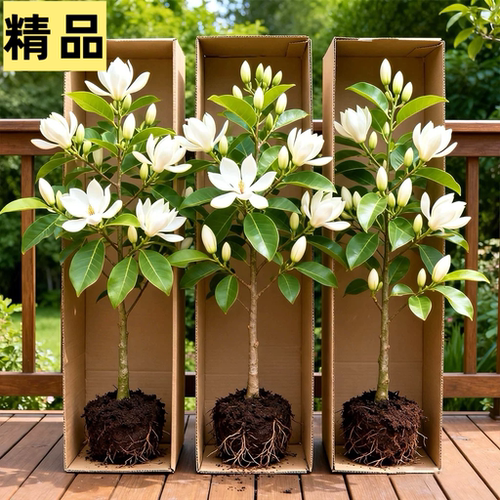 浓香花卉白兰花盆栽花苗白兰苗缅桂花黄兰办公室内客厅大型绿植物