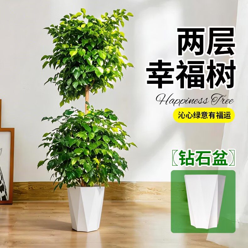 幸福树客厅大型植物盆栽丛生绿植造型大号老桩办公室摆件乔迁新居
