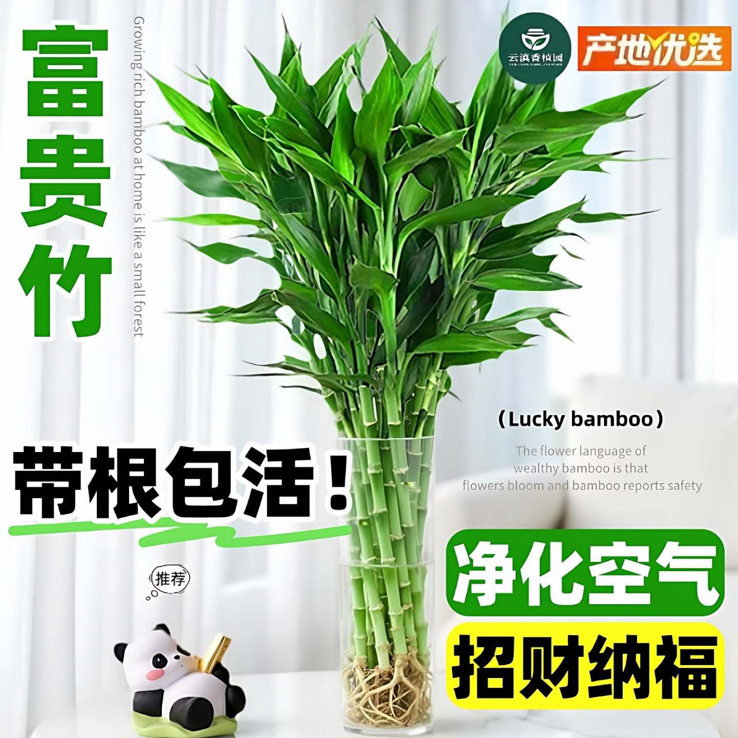 带根富贵竹水培植物办公室内盆栽观音竹转运竹子客厅招财水养绿植