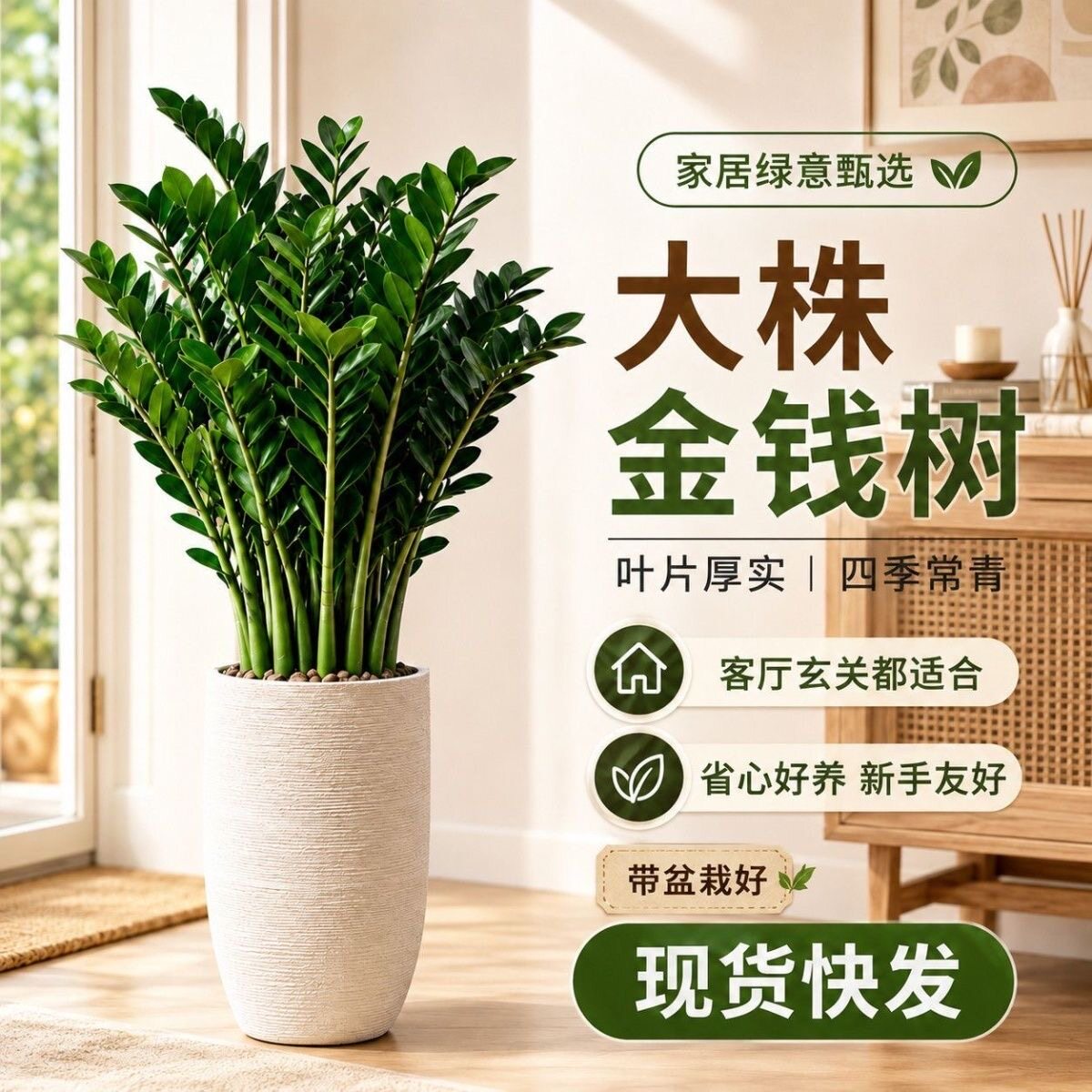 金钱树盆栽室内植物钱串子办公室客厅发财绿植花卉四季常青装饰品