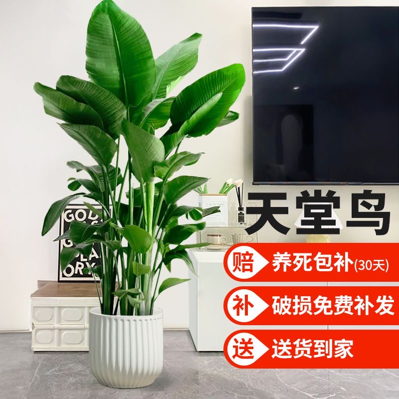 天堂鸟绿植网红盆栽好养活四季室内客厅办公室大型植物花卉鹤望兰