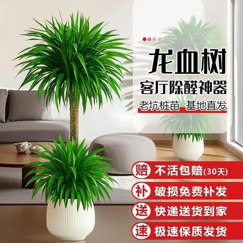 大型龙血树客厅绿植室内高级感龙须树树苗多头老桩植物大盆栽盆景