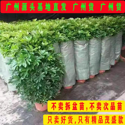 鸭脚木盆栽八方来财室内客厅大门口净化空气大型绿植招财树七叶莲