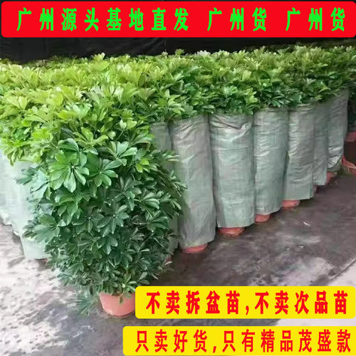 鸭脚木盆栽八方来财室内客厅大门口净化空气大型绿植招财树七叶莲