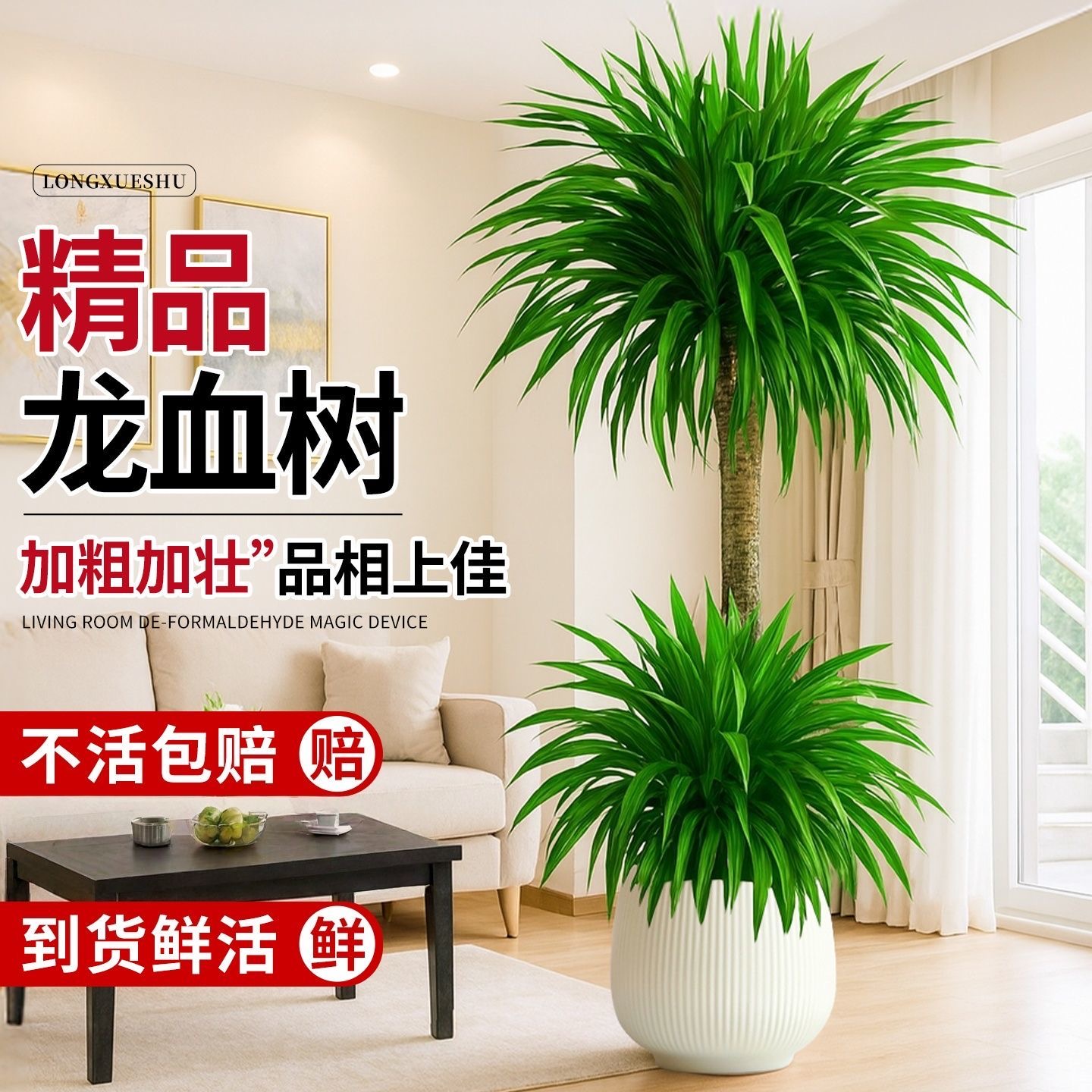 大龙血树太空铁客厅老桩绿植盆栽室内老桩办公室净化空气网红绿植