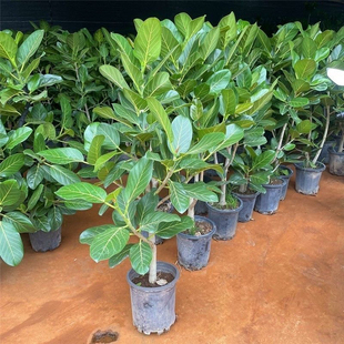 孟加拉榕树盆栽客厅大型绿植室内办公室植物花卉四季常青好养活