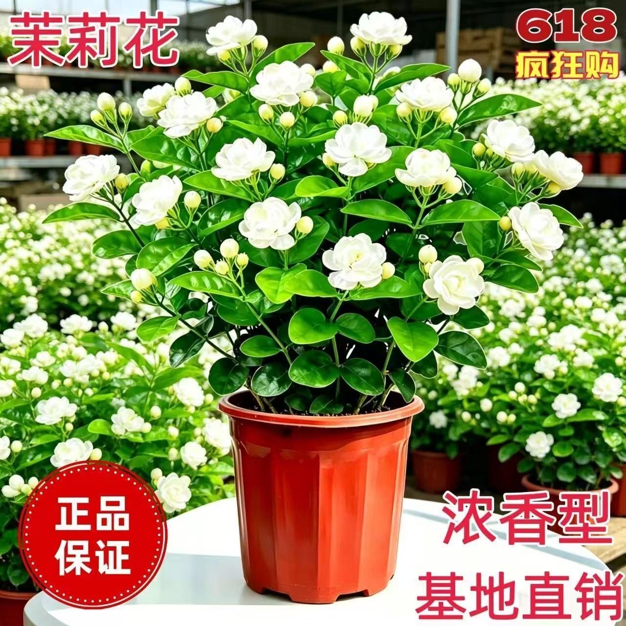 茉莉花盆栽带花苞室内装饰品大花卉观花植物四季好养开花不断绿植